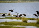 Aalscholver (Great Cormoran) (Phalacrocorax carbo) - Ogii Nuur 14-08-2016 (1a)